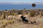 As ovelhas também visitam o santuário no alto da ilha Taquile, no lago Titicaca, no Peru